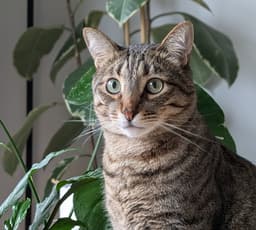 Photo of the pet