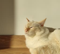 Photo of the pet