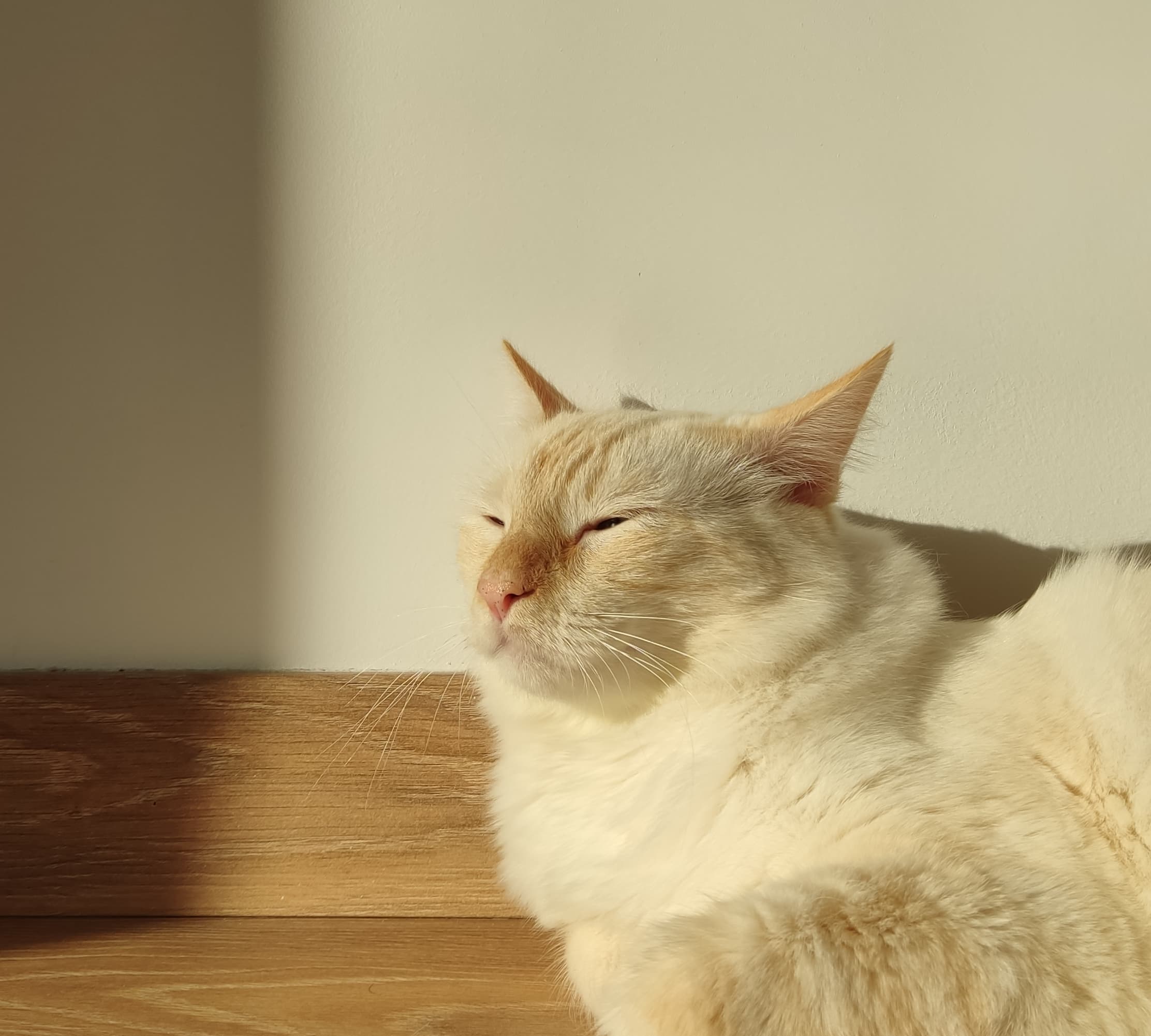Tofu